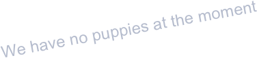 We have no puppies at the moment